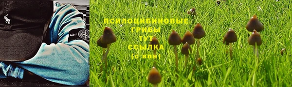 PSILOCYBIN Бронницы